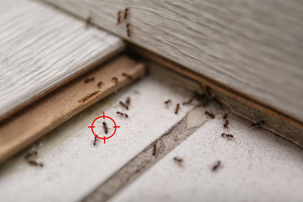 Best Best Pest Control Companies  in Peru, IN