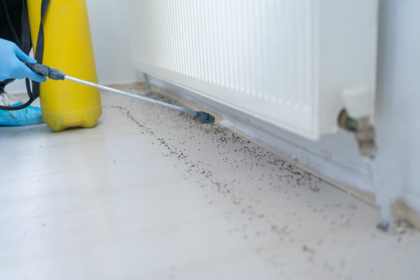 Wasp Removal Services in Peru, IN
