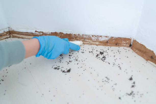 Best Termite Control Services  in Peru, IN